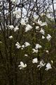 Magnolia kobus Magnolia japońska